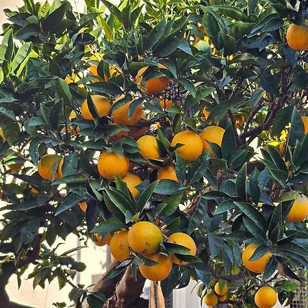 L'Arancio B&B Cecchina Dış mekan fotoğraf